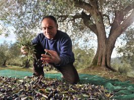 Huile d’olive, il faut connaitre la date de la récolte !