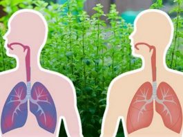 Les 5 herbes les plus puissantes pour expulser le mucus et faciliter la respiration !