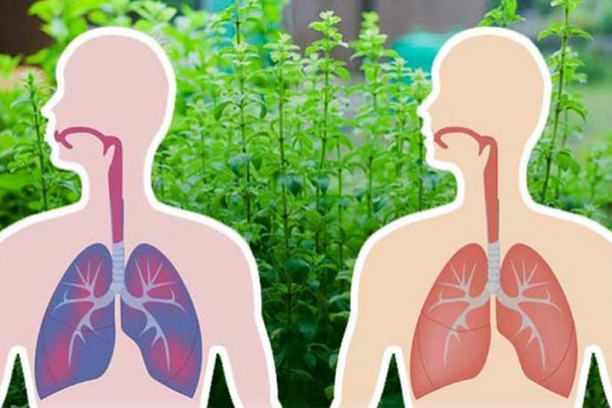 Les 5 herbes les plus puissantes pour expulser le mucus et faciliter la respiration !