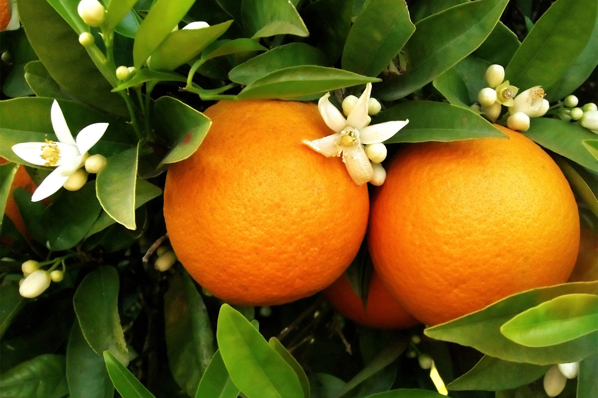 L’orange, fruit rare offert aux enfants à Noël, autrefois…