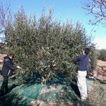 Olive_Harvest_in_Catalonia_23-11-2013