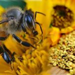 Les vertus et bienfaits du pollen d’abeille !