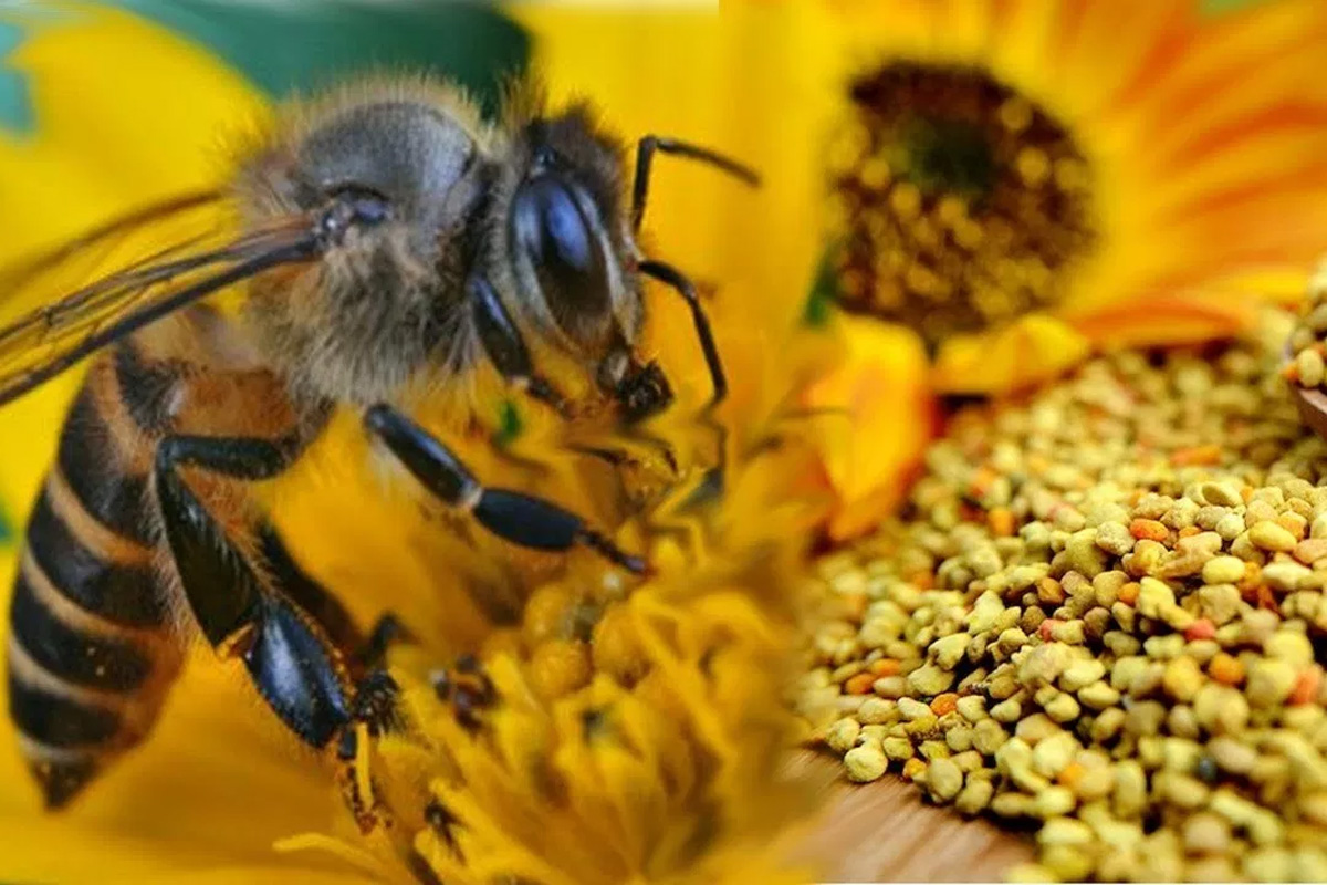 Les vertus et bienfaits du pollen d'abeille !