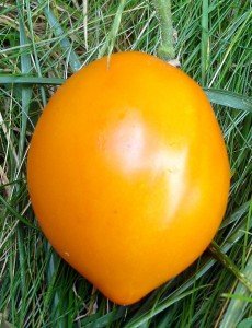 tomate-valencia