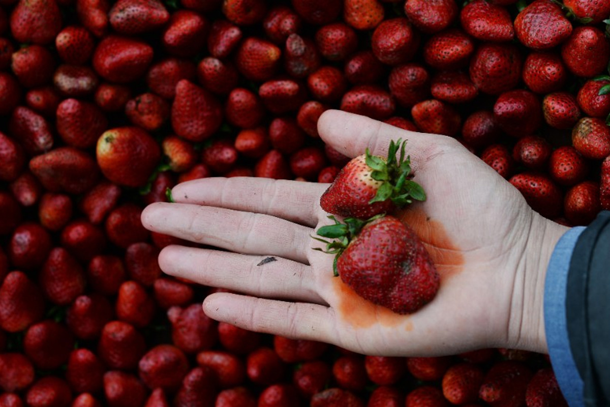 Comment réduire les pesticides de vos fruits et légumes ?