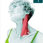 Flexion latérale du cou