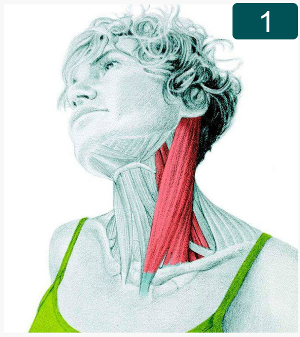 Flexion latérale du cou