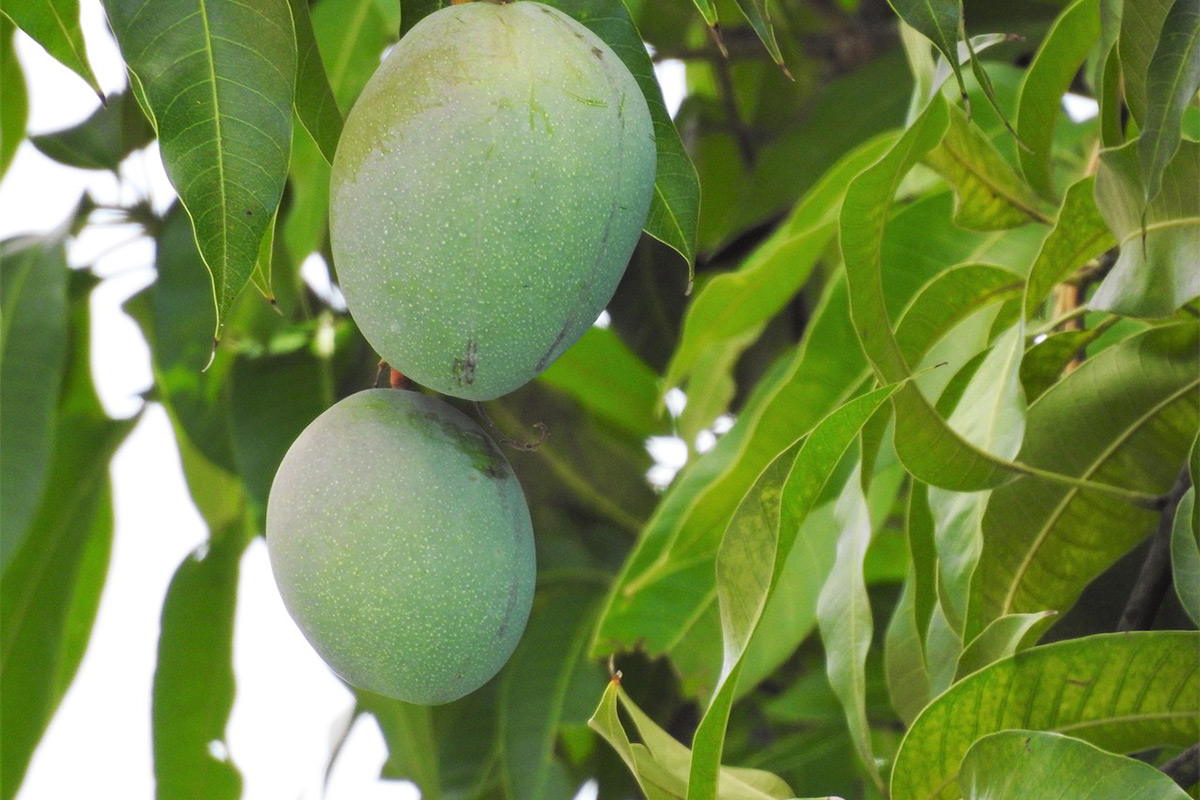 Incroyables bienfaits des feuilles de manguier pour les diabétiques !