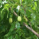 Jujube-fruit-vert