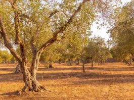 Crise de l'huile d'olive : Un défi croissant pour le Régime Méditerranéen !